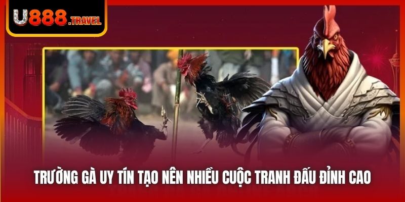 Trường gà uy tín tạo nên nhiều cuộc tranh đấu đỉnh cao