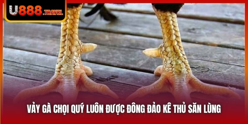 Vảy gà chọi quý luôn được đông đảo kê thủ săn lùng